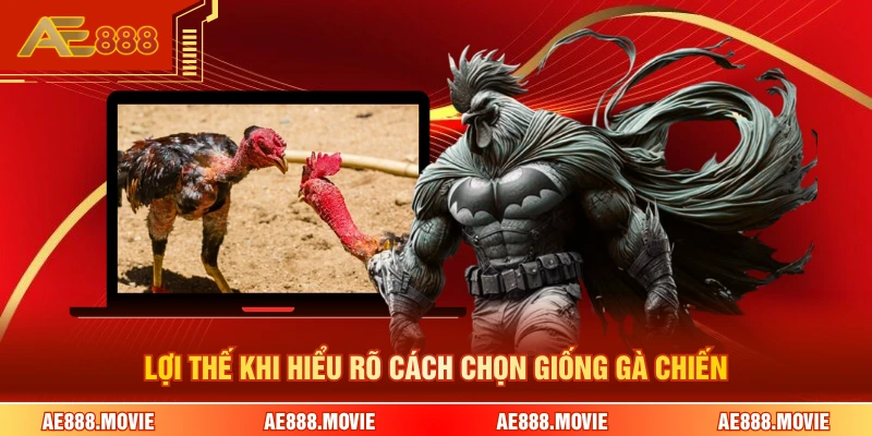 Lợi thế khi hiểu rõ cách chọn giống gà chiến