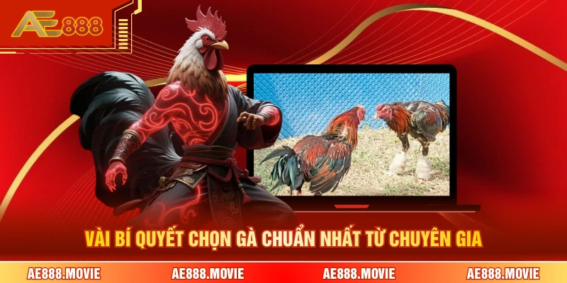 Vài bí quyết chọn gà chuẩn nhất từ chuyên gia